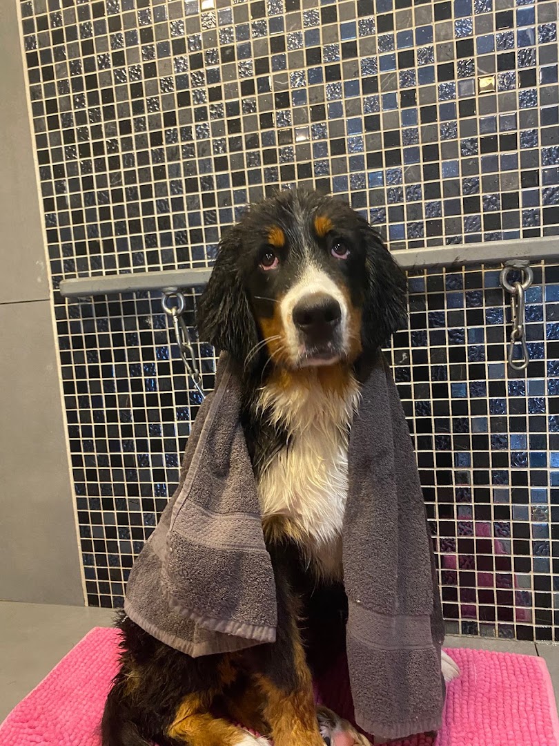 Berner sennenhond-puppy net gewassen, gewikkeld in een handdoek bij Luna's Trimsalon