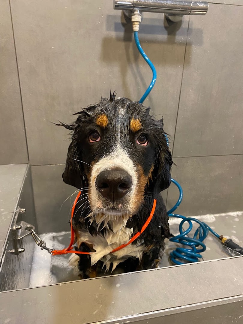 Berner sennenhond-puppy tijdens het wassen bij Luna's Trimsalon