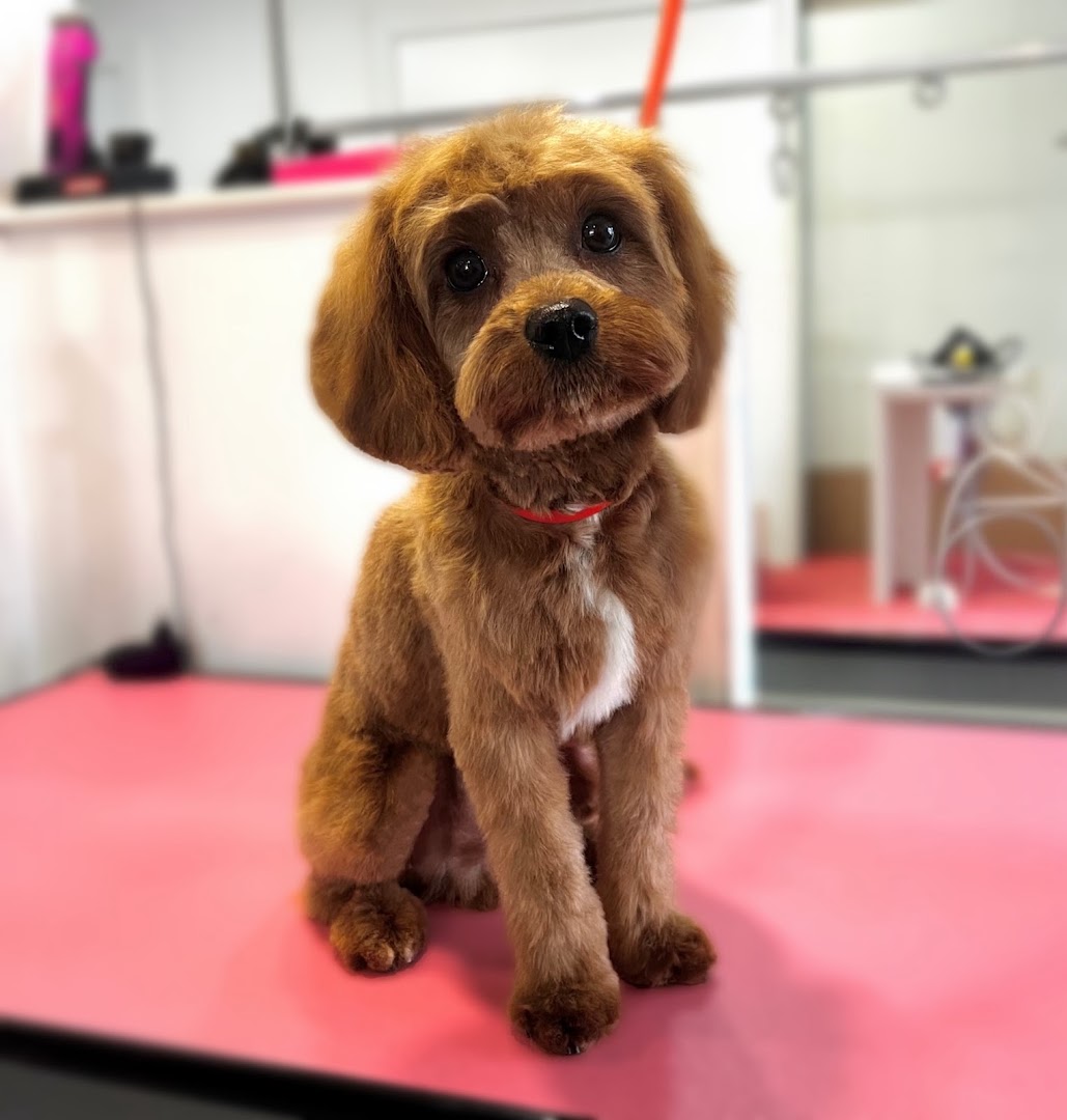 Cavapoo netjes getrimd, rechtop op de trimtafel