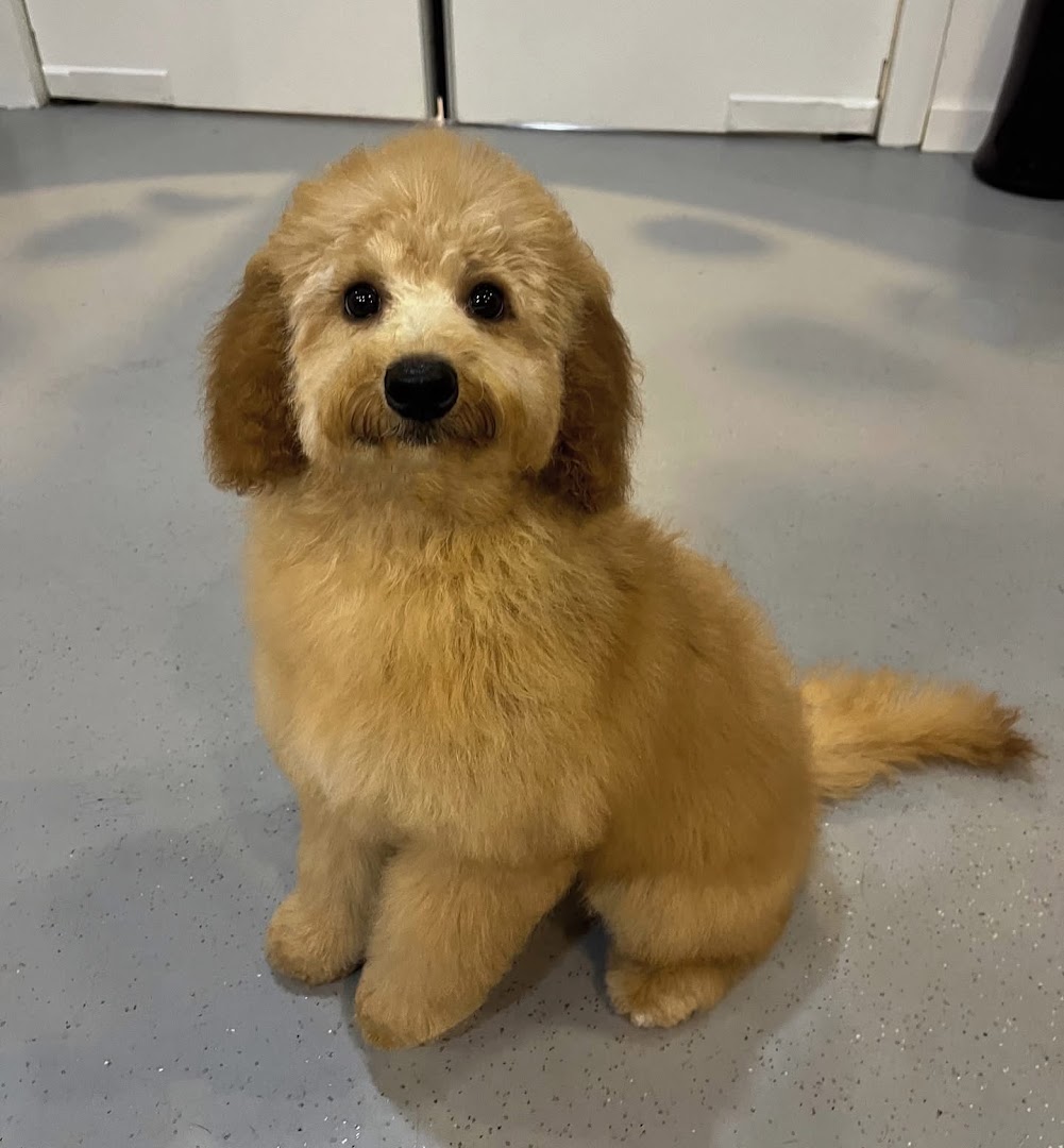 Goldendoodle-puppy met volle, gouden vacht