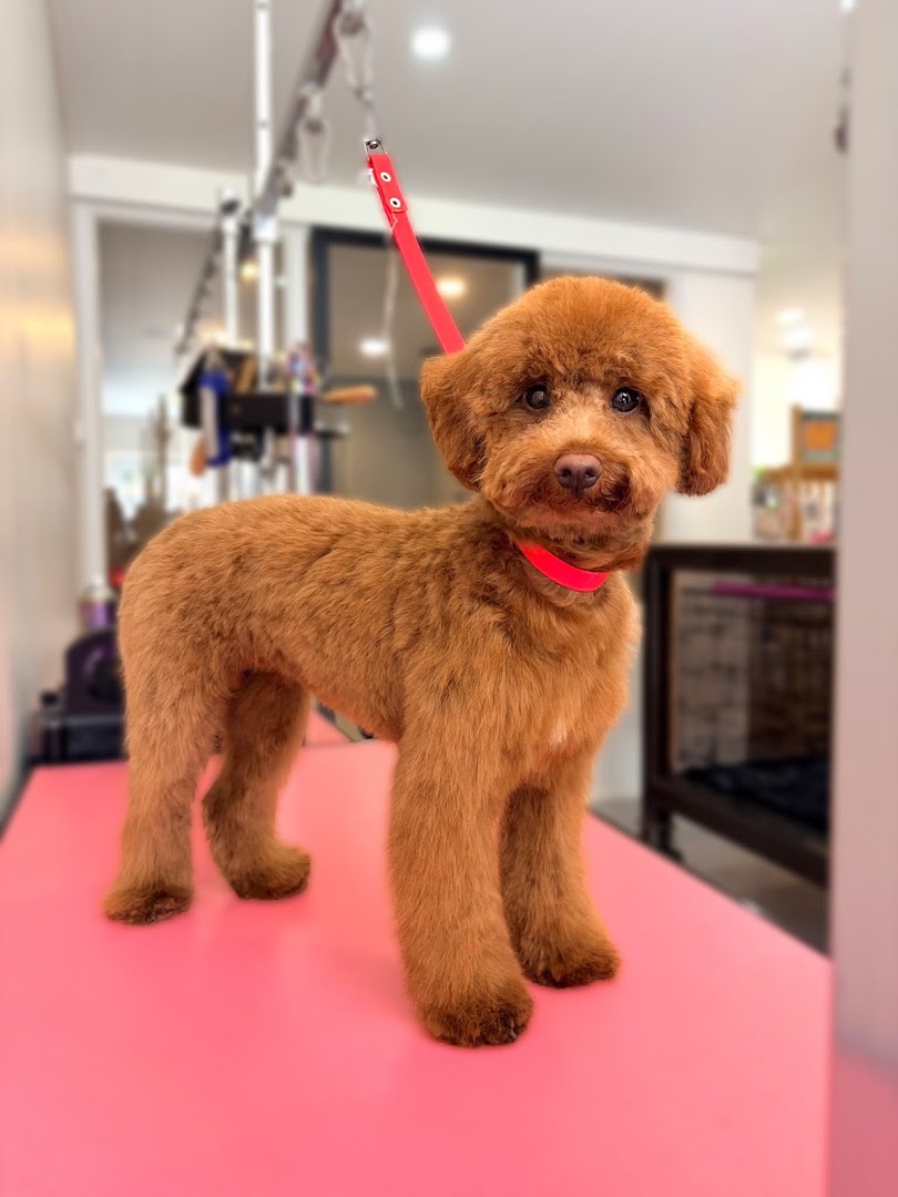 Trimtafel en grooming-hulpmiddelen in de salon van Luna's Trimsalon